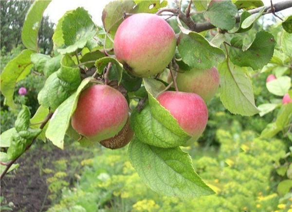 Яблоня вишневое — важная информация о сорте