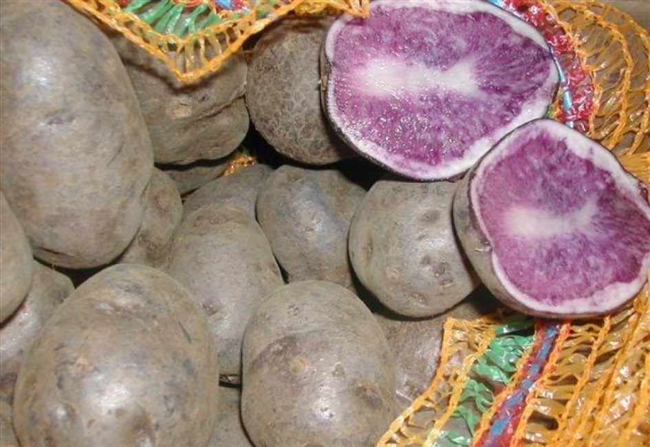 Лучшие красные сорта картофеля с красной и розовой кожурой глазками: описание и фото