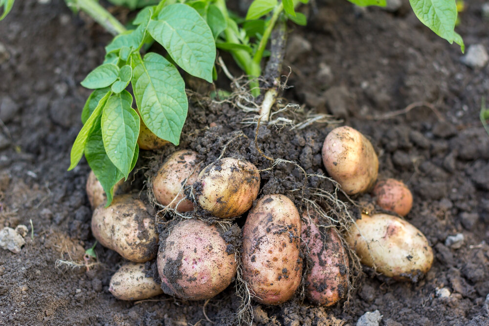 8 причин почему не цветет картофель. | красивый дом и сад