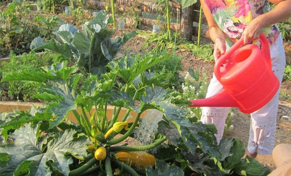 Как часто и правильно поливать кабачки в открытом грунте - всё про сады