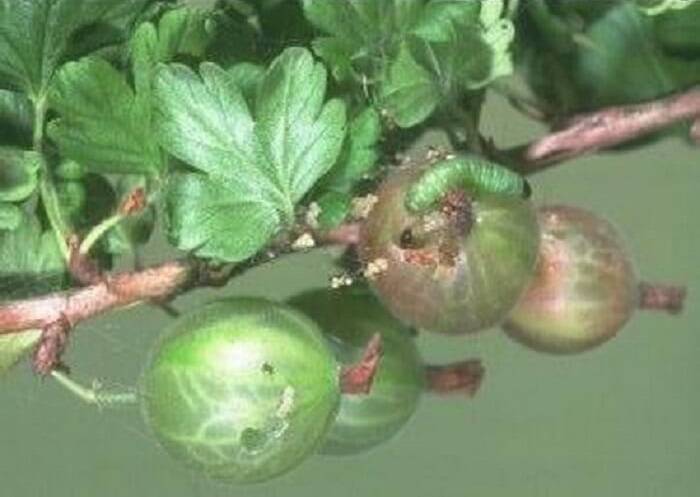Крыжовник | агрус - свойства ягоды, польза и вред для организма