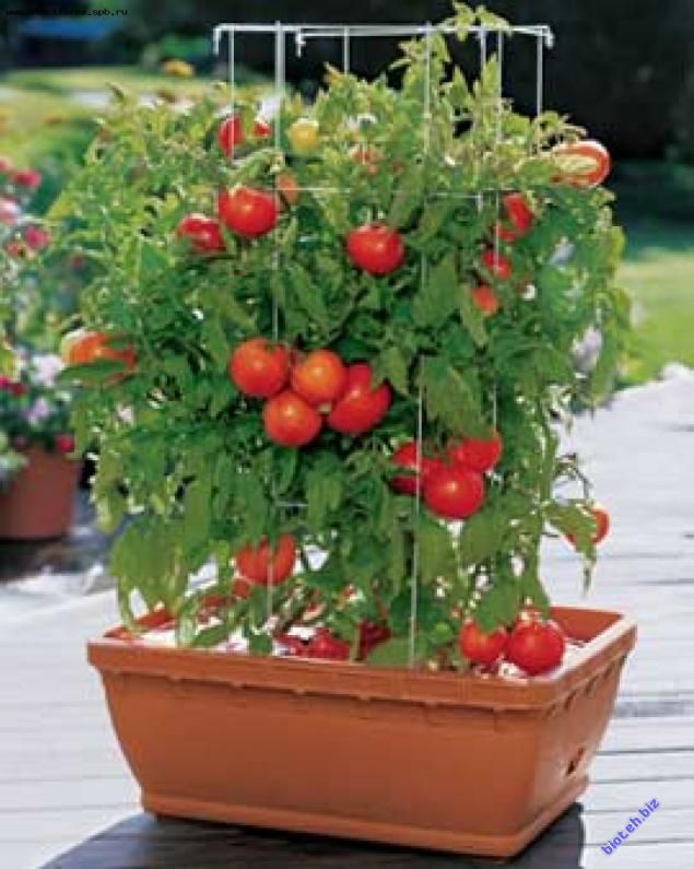 Как вырастить помидоры черри на балконе или подоконнике - мое село