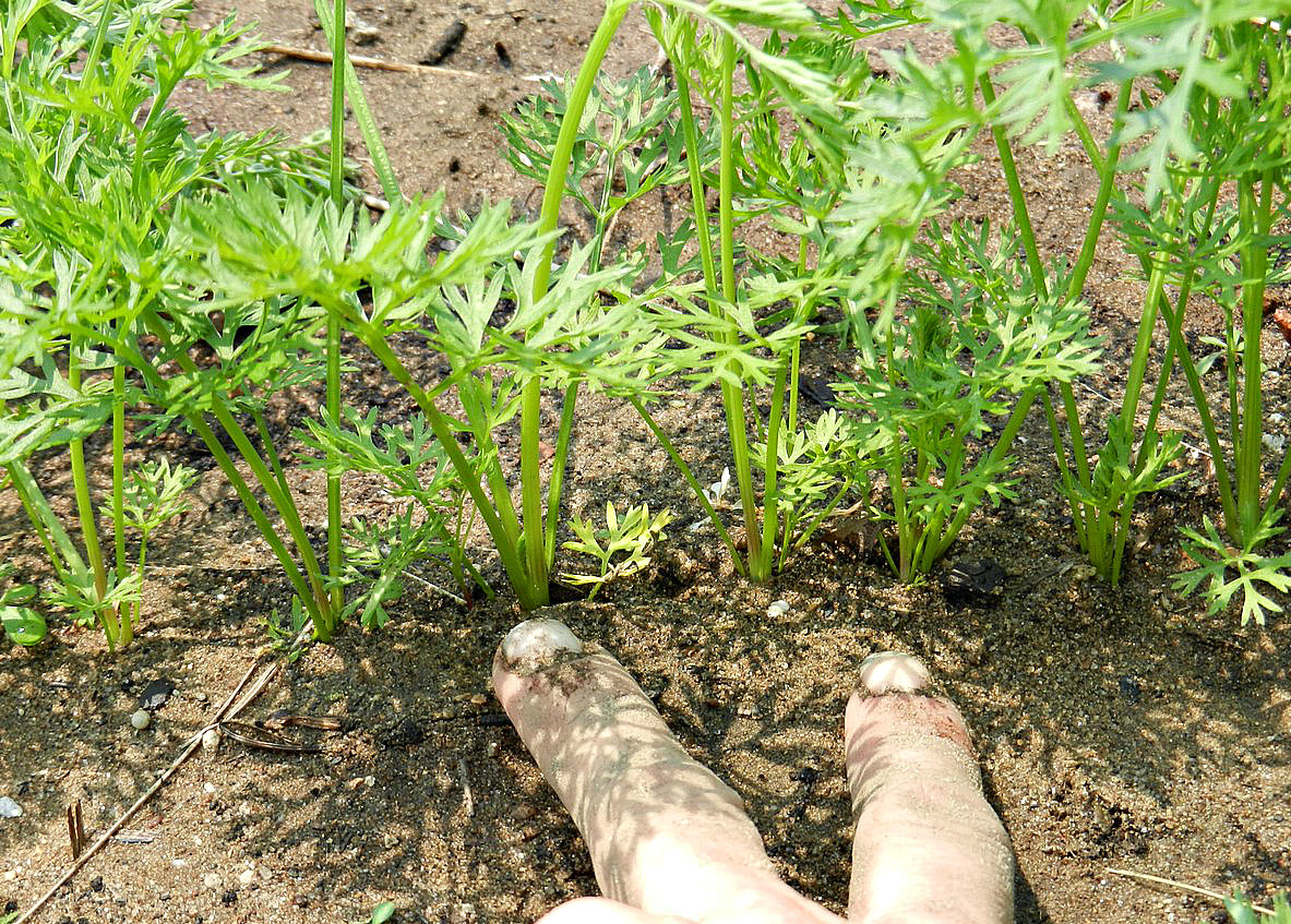 Полив моркови: как часто можно увлажнять в открытом грунте, после посадки и всходов, нужно ли это в дождь, сколько воды надо овощу в жару летом, например, в июле? русский фермер