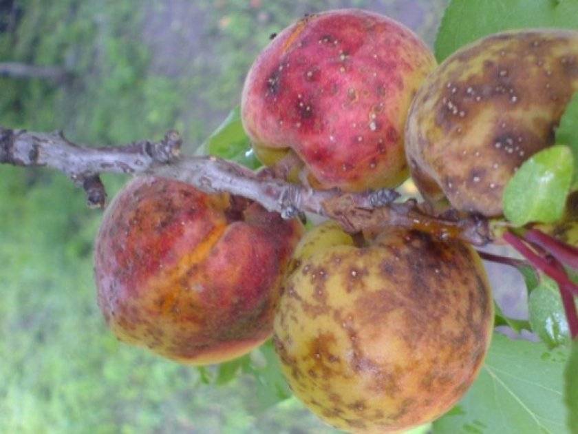 Причины и лечение болезней абрикоса, что делать и как избавиться от вредителей