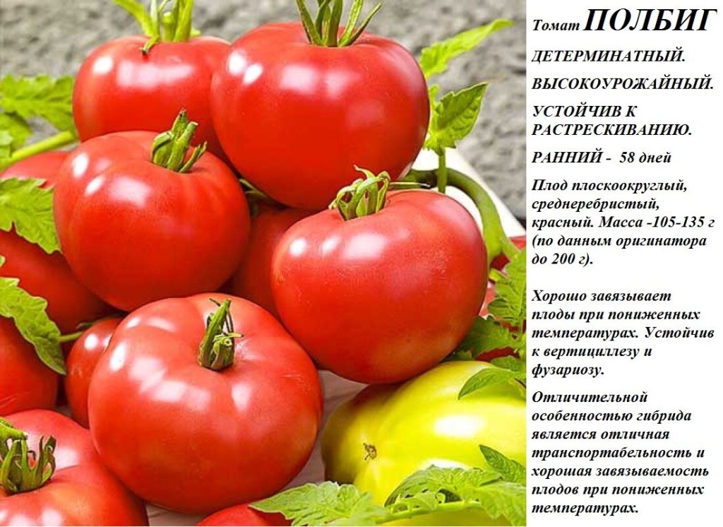 Голландские сорта помидоров с фото и описанием
