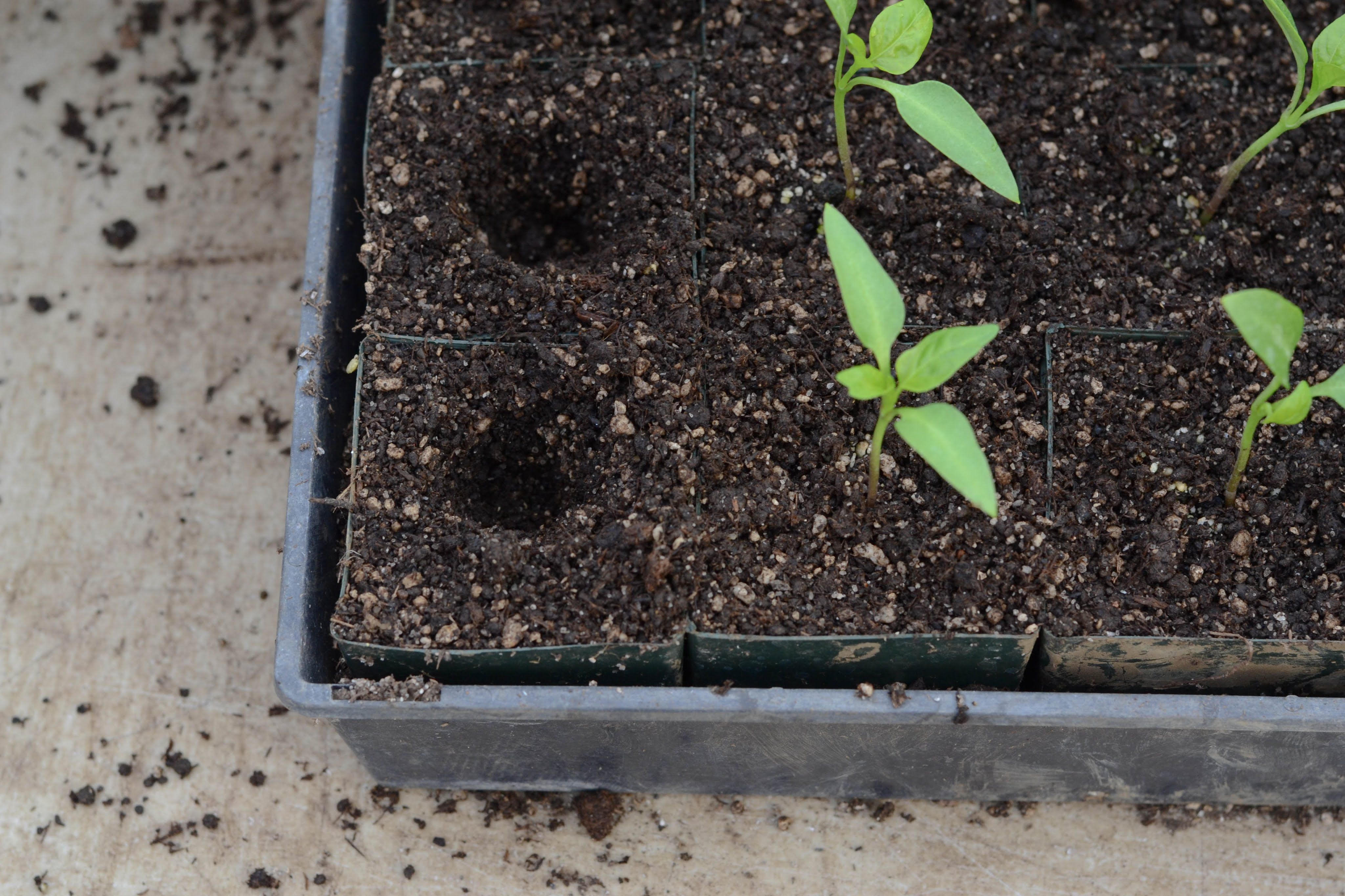 Рассада перца в домашних условиях без пикировки - как правильно посадить, вырастить