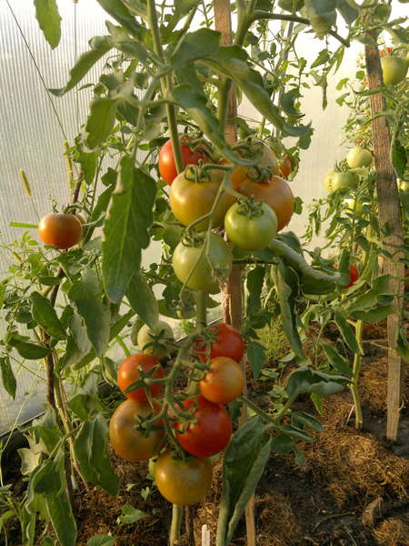10 лучших сортов черных томатов с фото и описанием