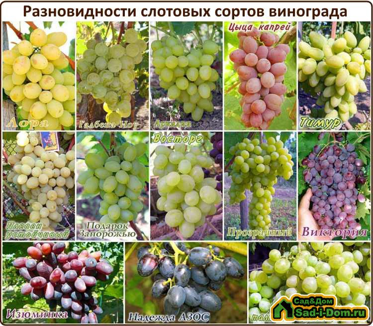 Виноград кеша – особенности выращивания и уход