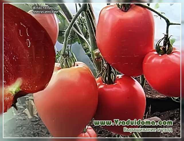 Описание томата Подсинское чудо и советы по выращиванию