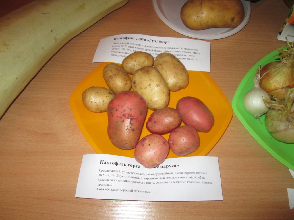 Картофель эволюшн – описание сорта, фото, отзывы