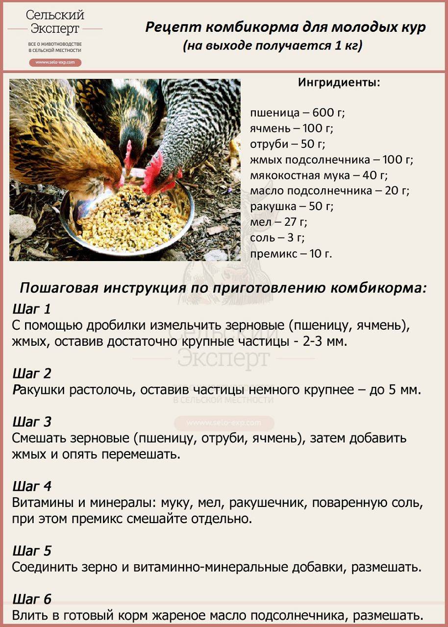 Выращивание бройлеров в домашних условиях для начинающих фото видео