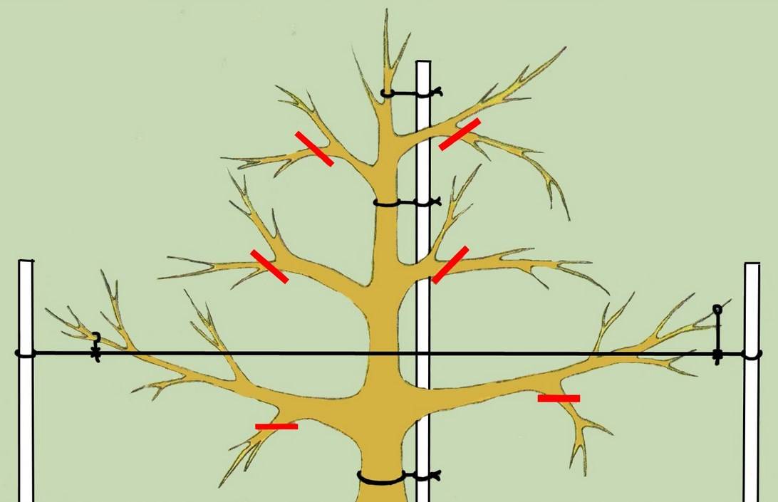 Как правильно обрезать яблони весной схема