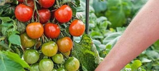 Как вырастить «помидофель»!