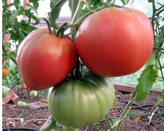 Сорт помидора «старосельский»: фото, видео, отзывы, описание, характеристика, урожайность.