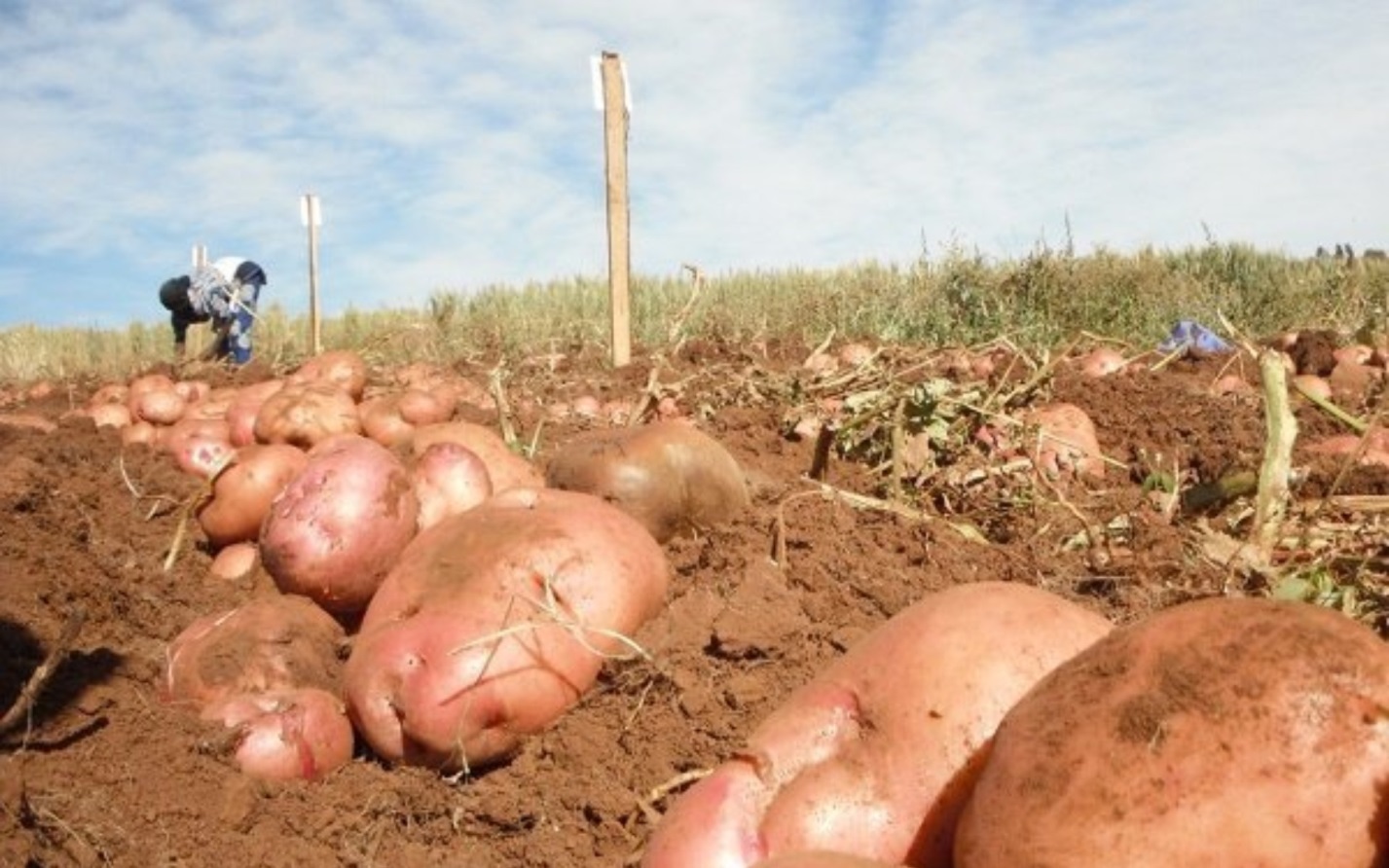 Картофель ирбитский: описание сорта, фото, отзывы, урожайность, посадка и уход