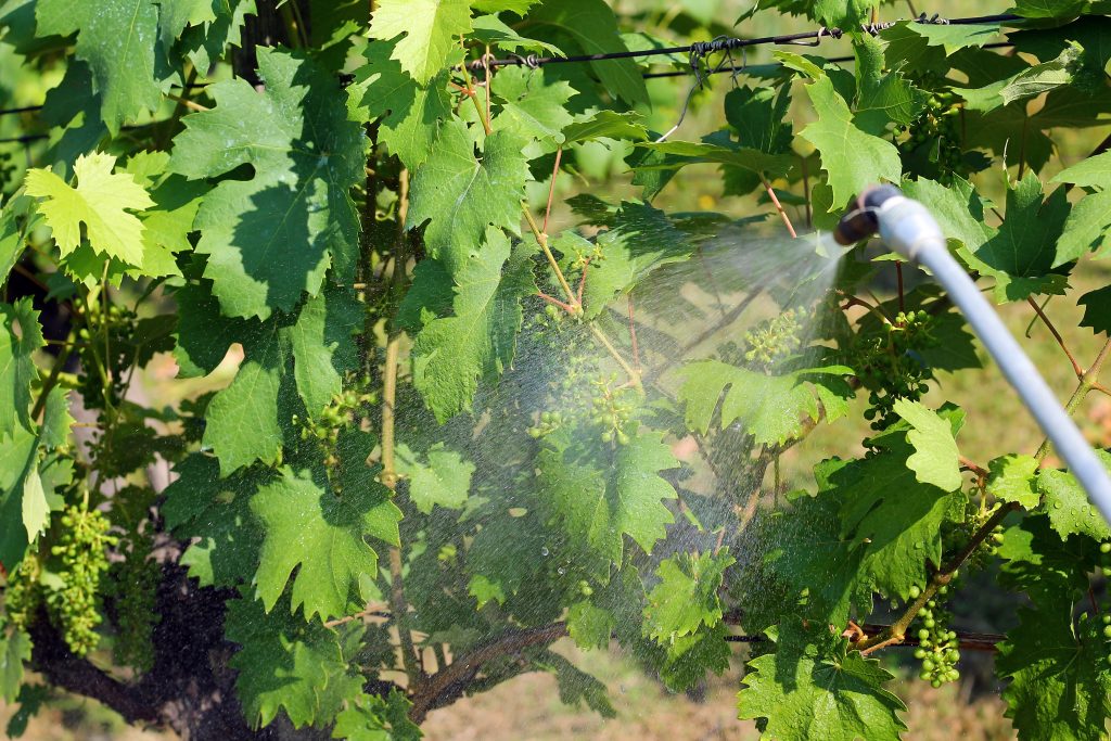 Обработка винограда в июне: средства, рецепты