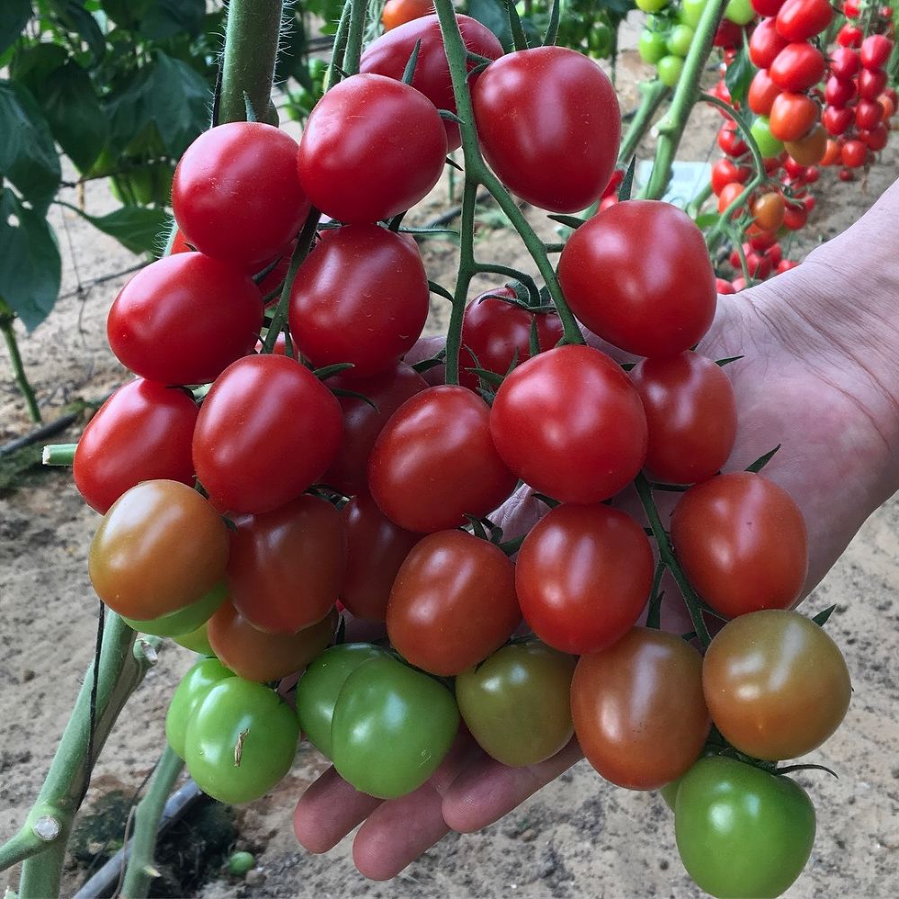 Особенности выращивания томата финик желтый