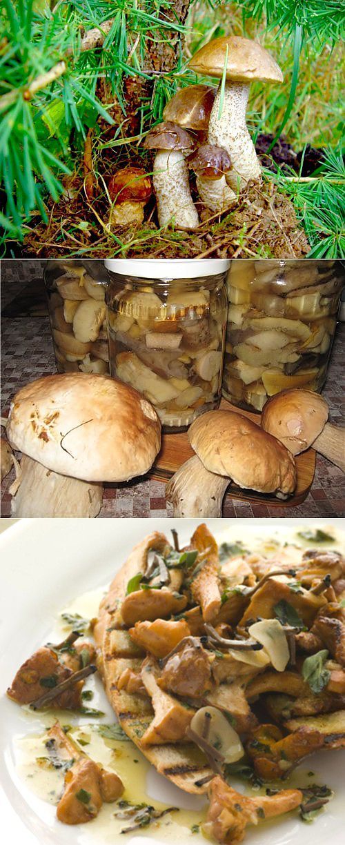 Подберезовики, маринованные на зиму: рецепты приготовления грибов
