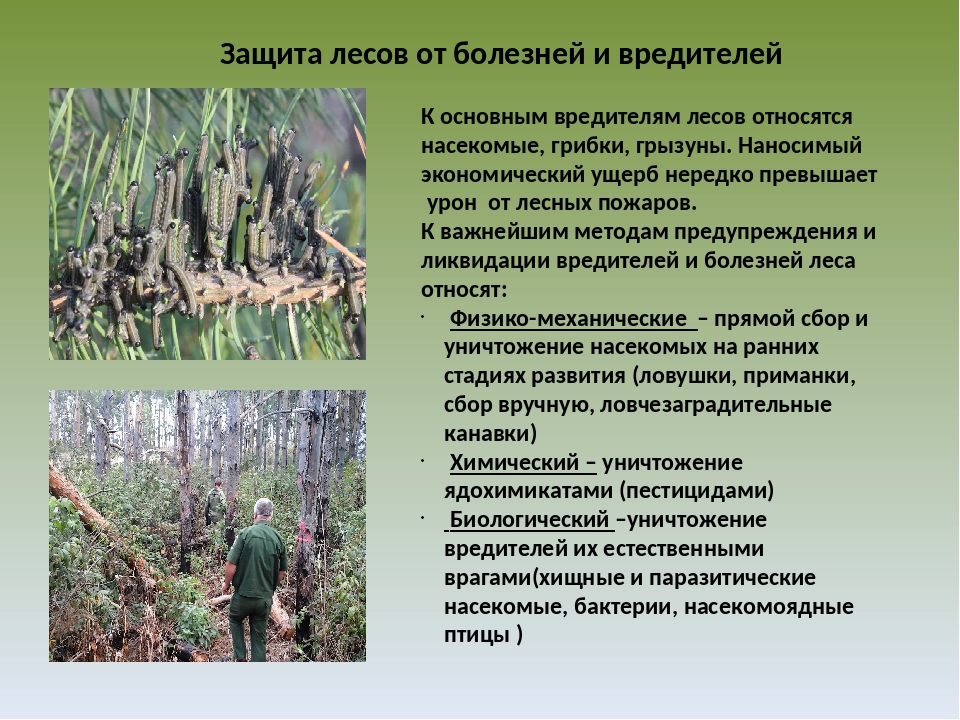 Мероприятия по охране лесов. Защита лесов от вредителей и болезней. Методы защита лесов от вредителей и болезней. Основные болезни леса. Способы защиты лесов.