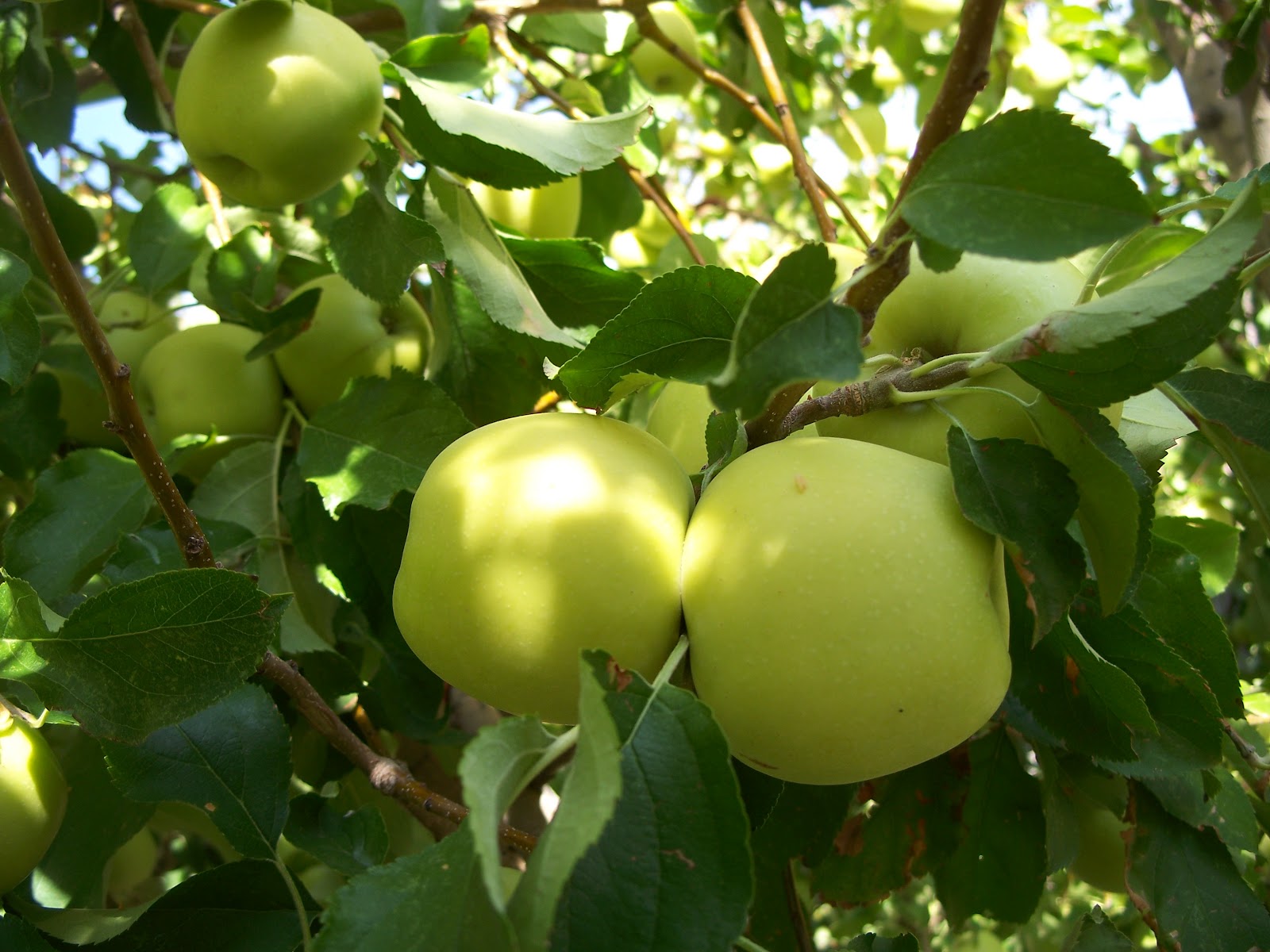 Яблоки голден – описание сорта с фото, калорийность, польза и вред, применение фрукта на ydoo.info