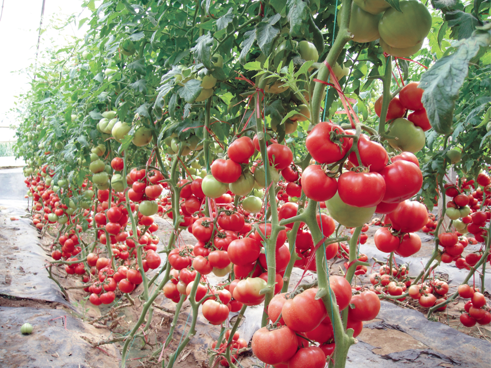 А вы знаете, когда сажать томаты на рассаду? учимся определять верный срок посадки для разных сортов