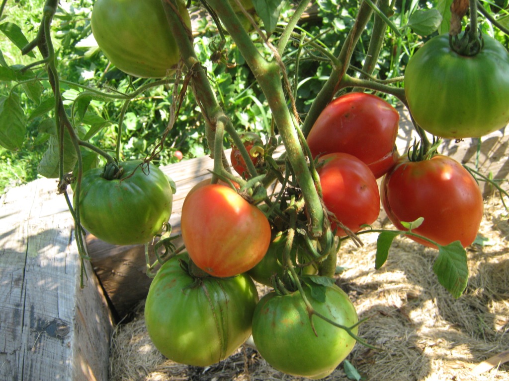 Штамбовые сорта томатов с описанием, характеристикой и отзывами, а также особенности их выращивания