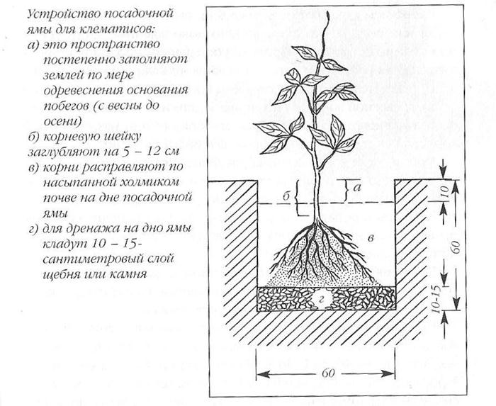 Клематис: посадка и уход в открытом грунте, выращивание из семян, виды и сорта