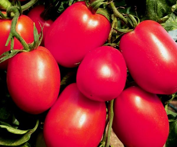 Лучшие сорта томатов для открытого грунта и теплиц беларуси