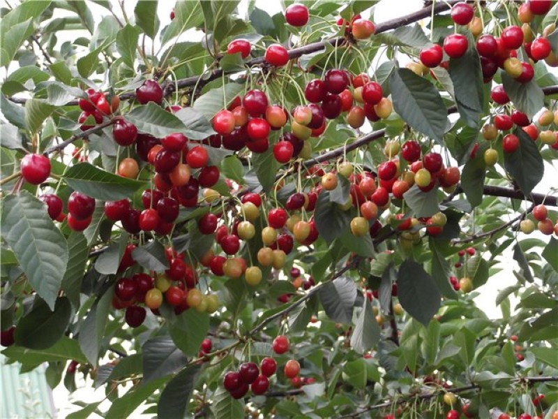 Тургеневская вишня: характеристика и описание сорта, выращивание и уход