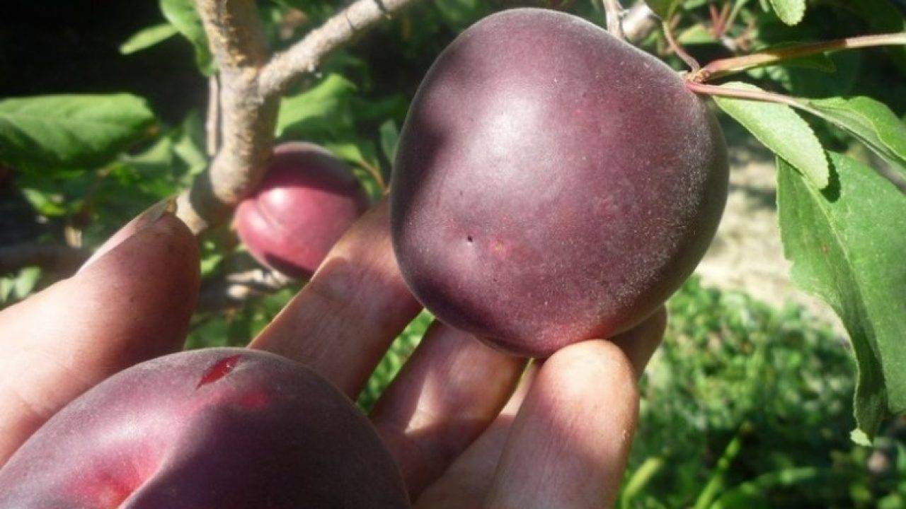 Черный абрикос сорта "черный бархат": описание и выращивание