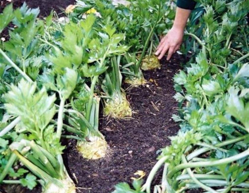 «шведская репа» на русском огороде: выращивание брюквы и уход за овощной культурой