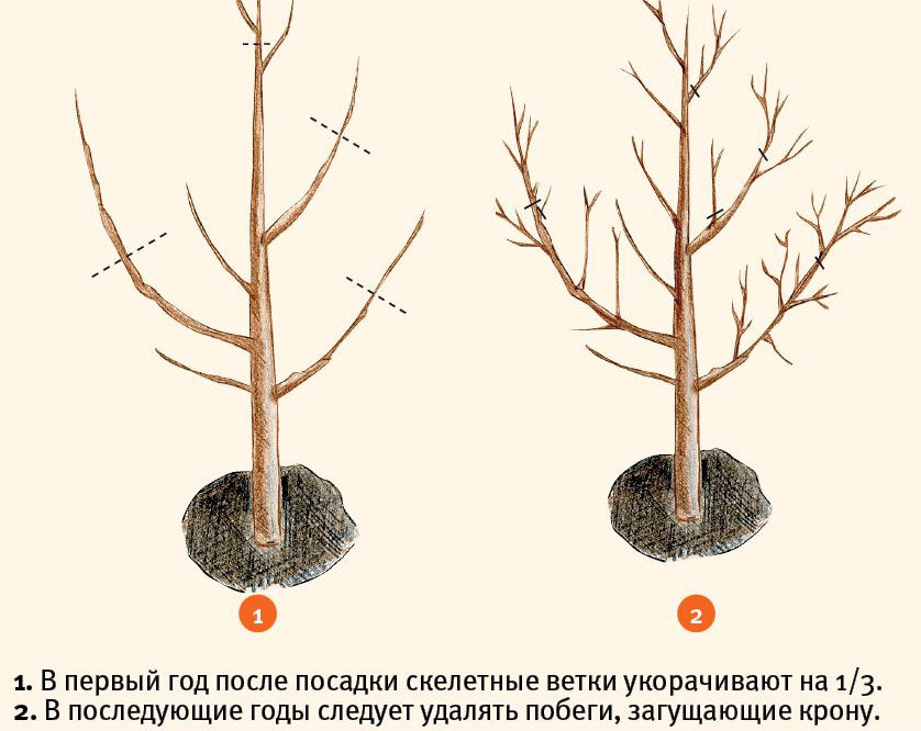 Описание лучших сортов абрикосов для выращивания в ленинградской области, посадка и уход