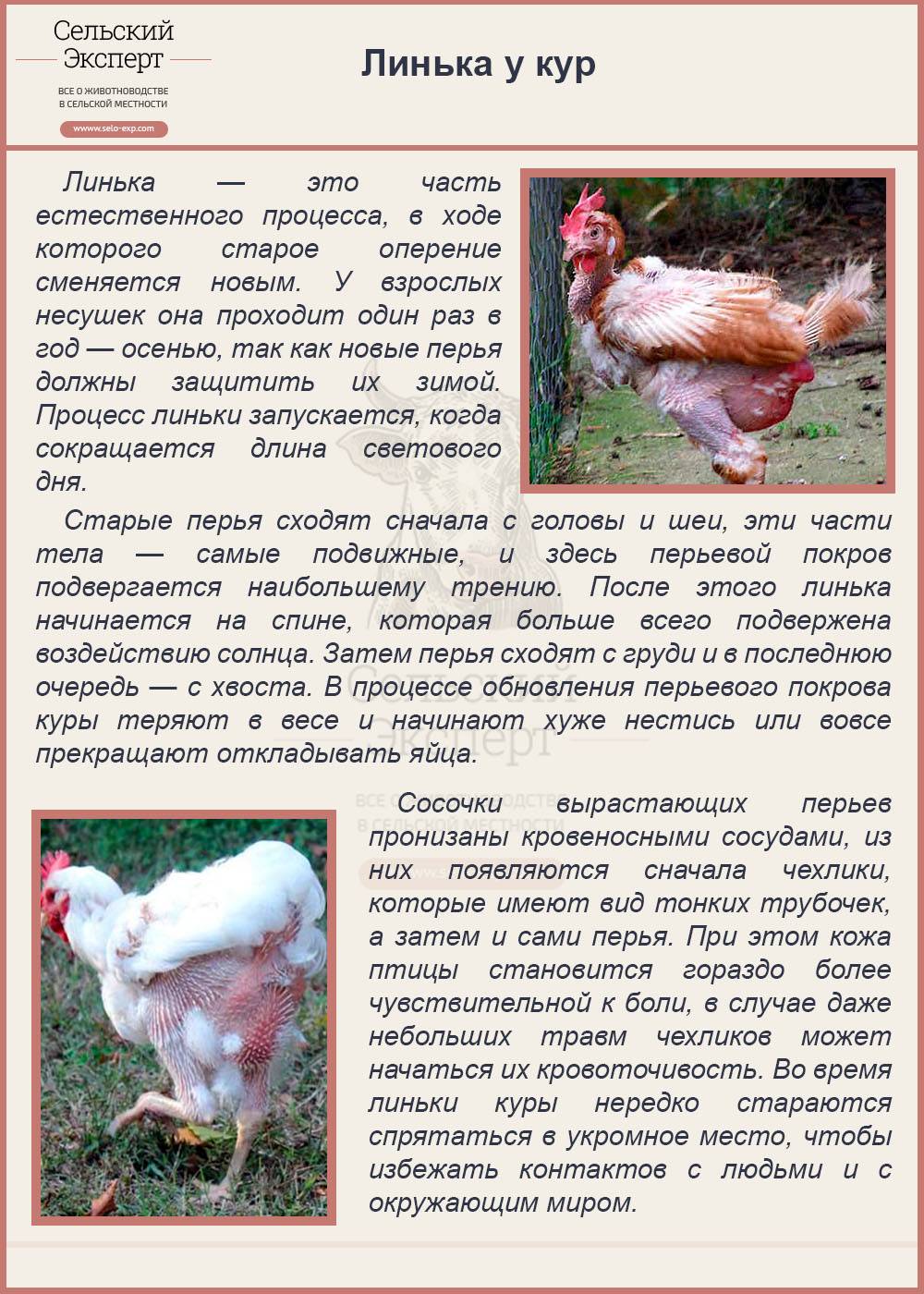 Почему не несутся куры?