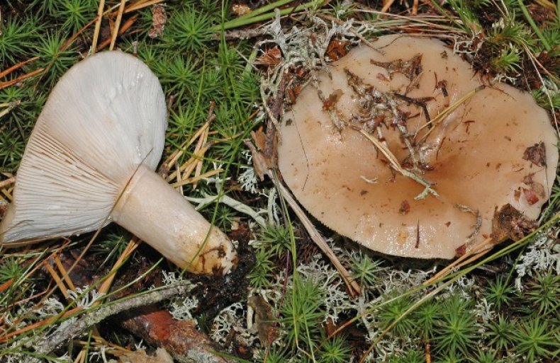 Описание съедобного гриба млечника обыкновенного: разновидности, применение гладыша в кулинарии