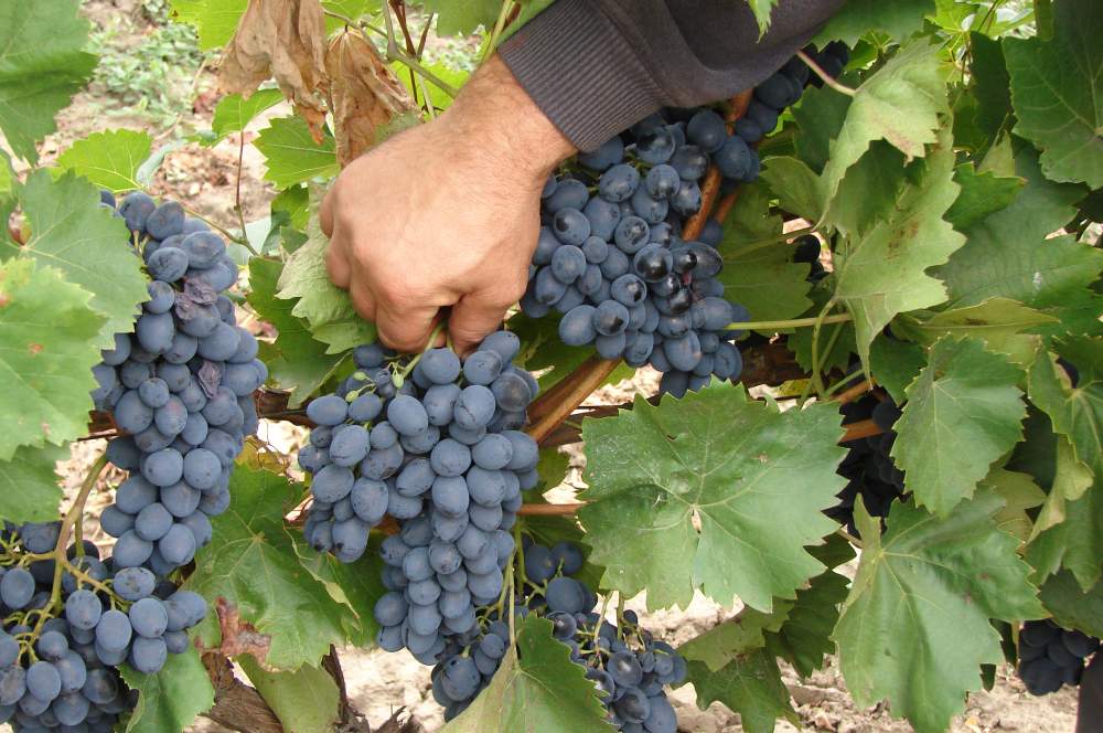 Декоративный виноград: описание и размножение - проект "цветочки" - для цветоводов начинающих и профессионалов
