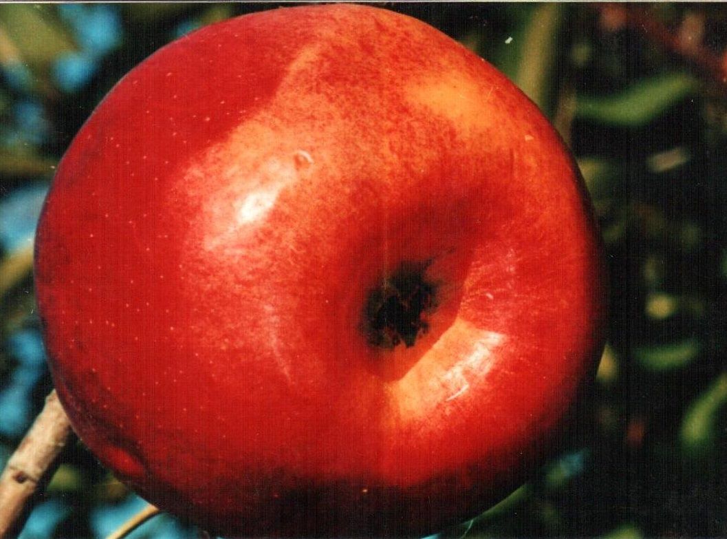 Чем популярна яблоня «джонатан»: описание, характеристика, фото. особенности выращивания яблони «джонатан», правильная обрезка - автор екатерина данилова - журнал женское мнение