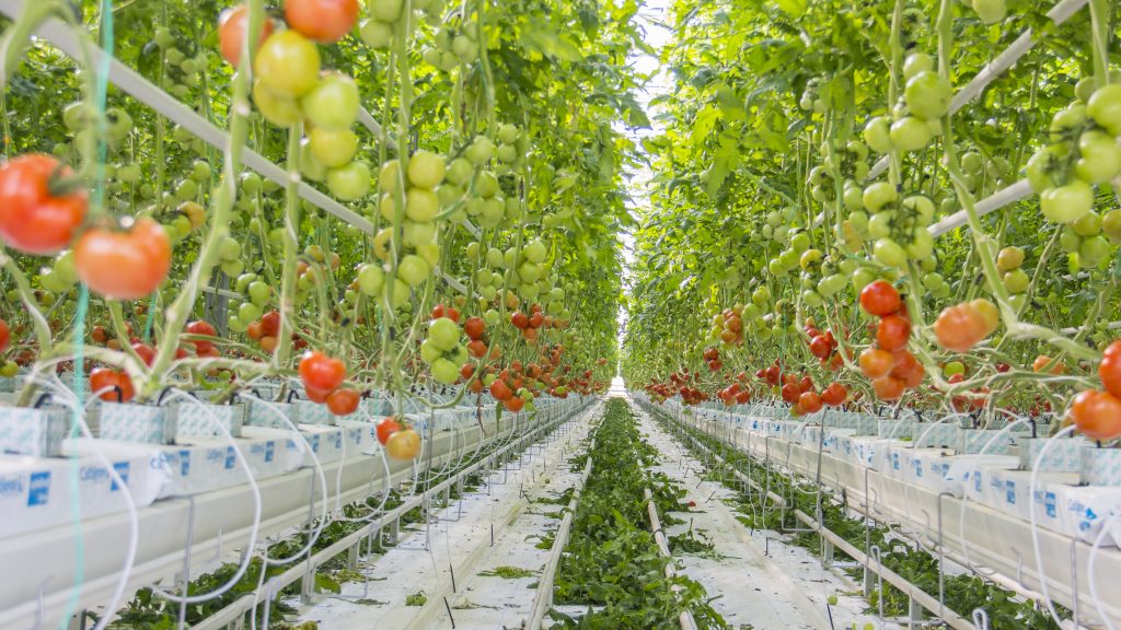 Технология выращивания огурцов и томатов на гидропонике - дачник