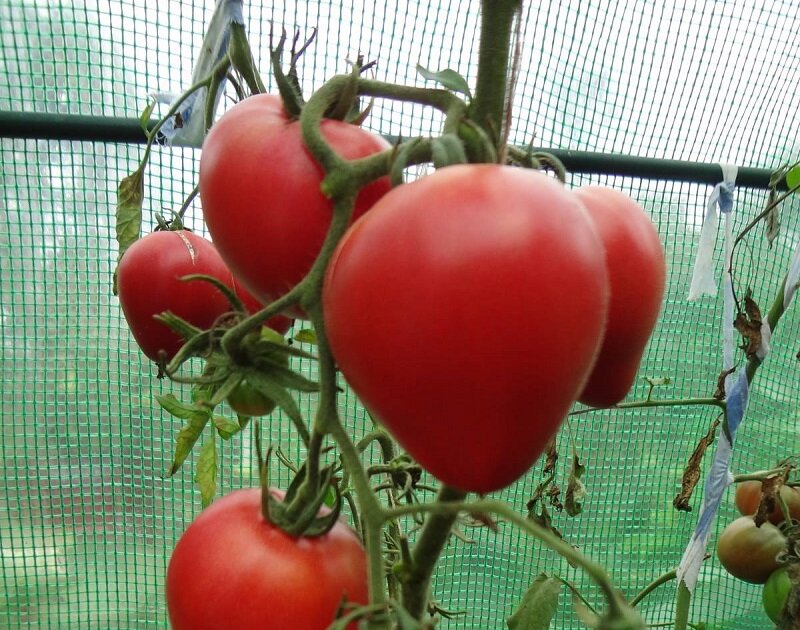Выращивание томата оранжевая клубника
