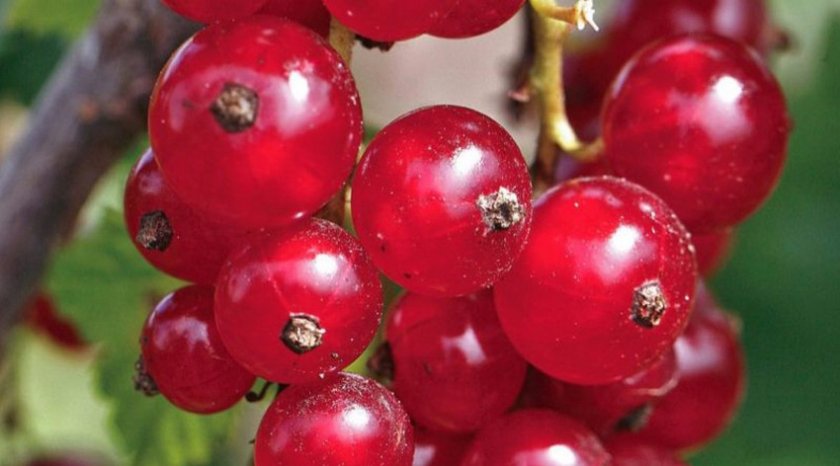 Красная смородина вишневая описание сорта. характеристика и описание лучших сортов красной смородины