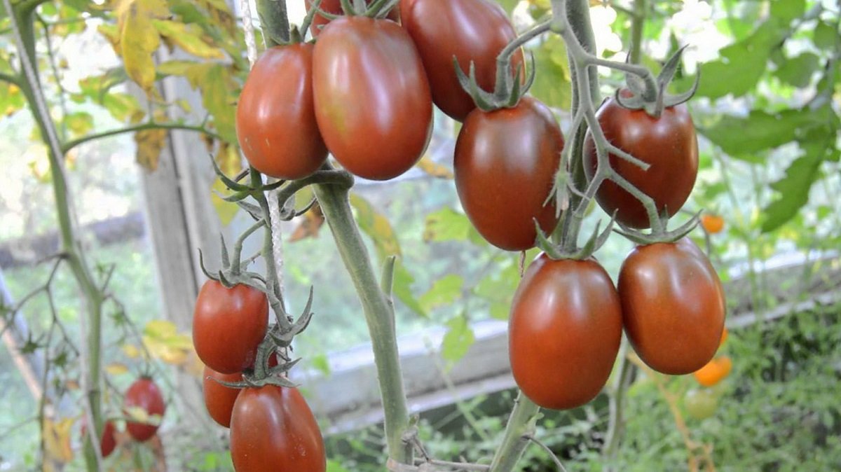 Удивительный томат под названием черный мавр