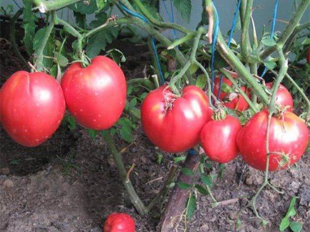Помидоры кардинал: характеристика сорта и специфика выращивания