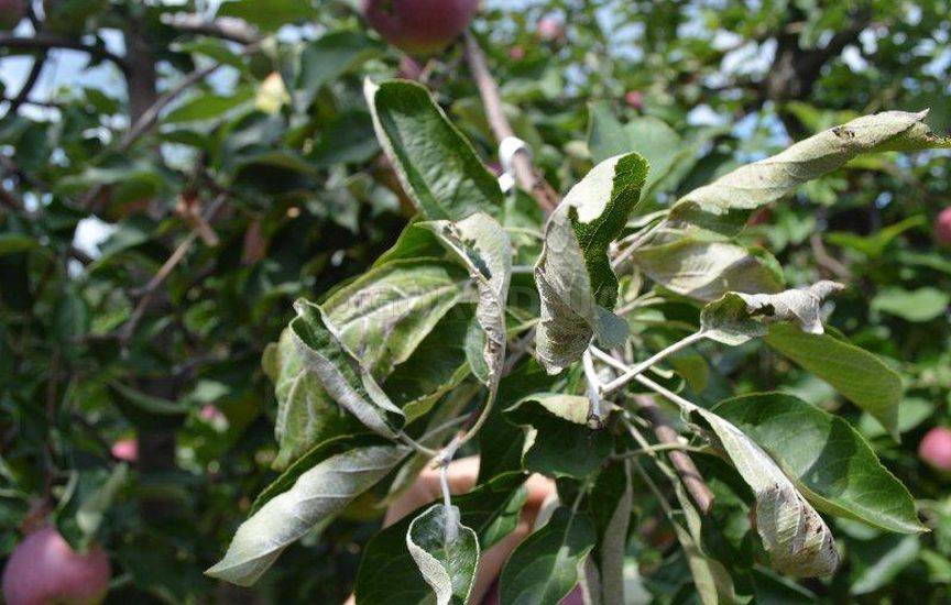 Бурая пятнистость листьев: лечение и профилактика, фото, как бороться, средства