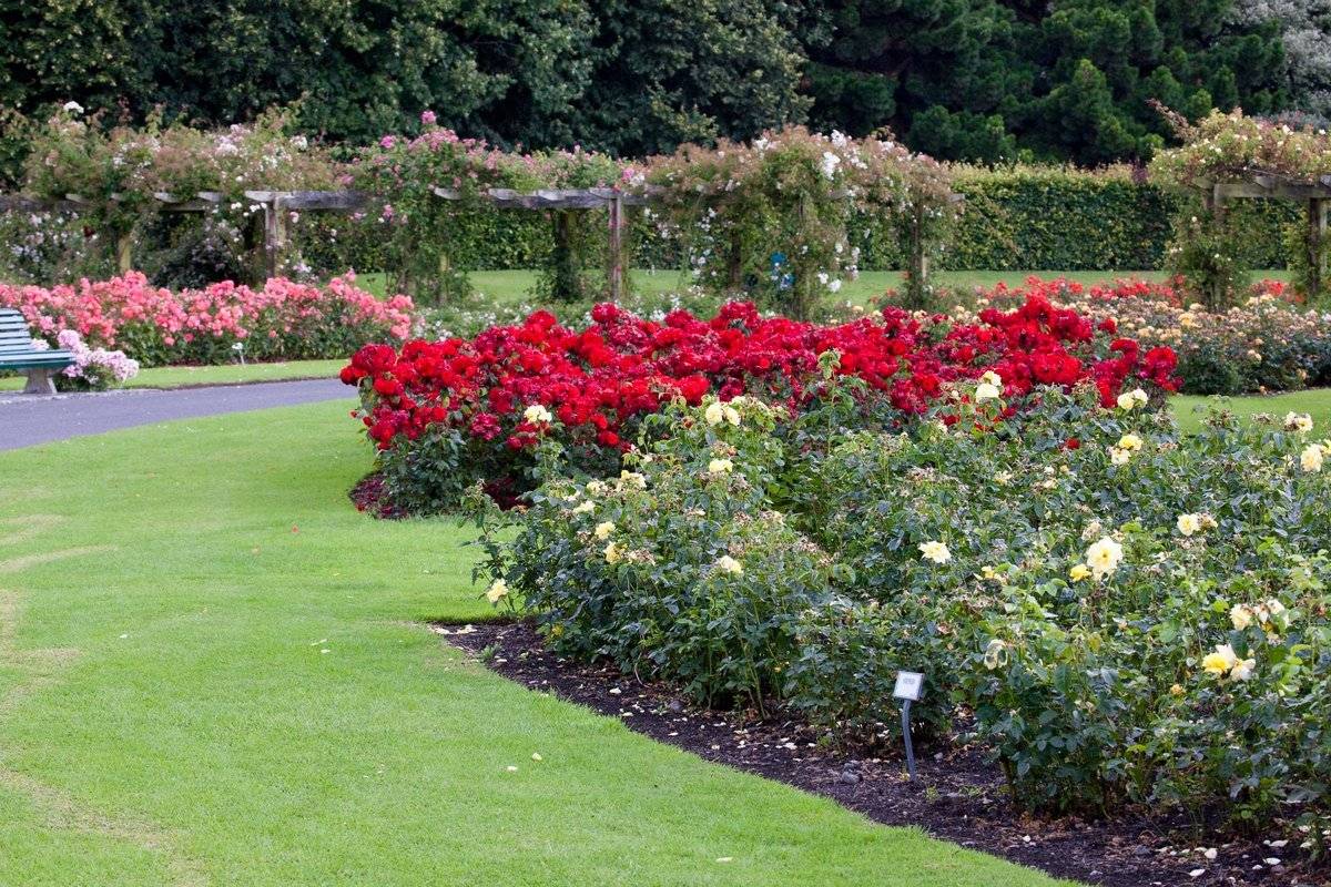 Хвойные и розы: правила создания композиций из хвойных кустарников и роз | огородники