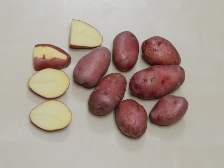 Сорта картофеля белорусской селекции: ранние, среднеранние, поздние