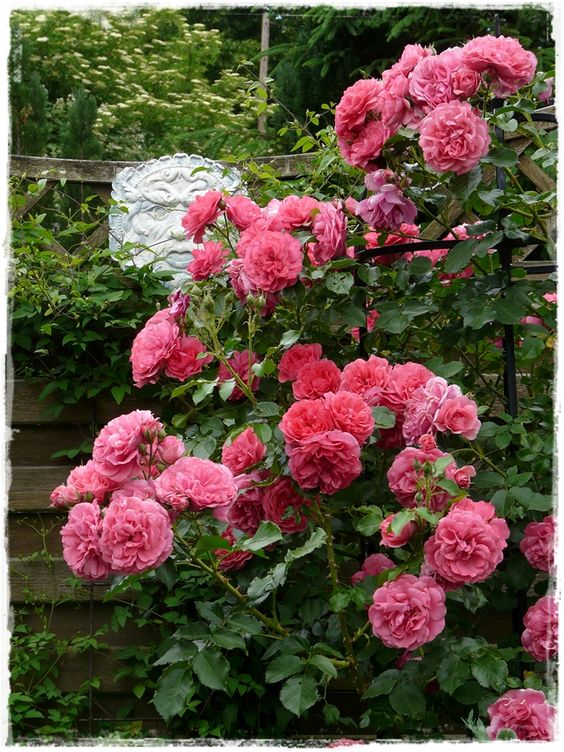 Плетистая роза розариум ютерсен: описание сорта, посадка и уход