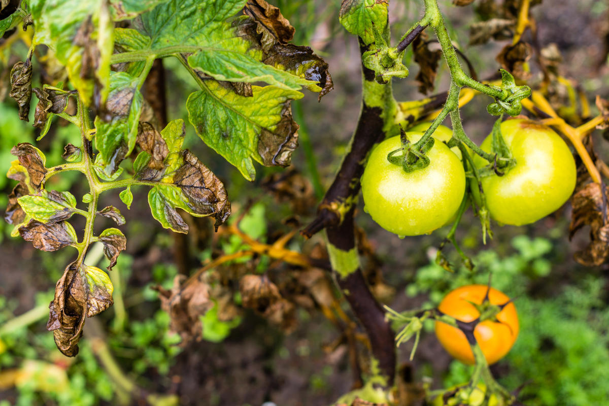 Фитофтора на помидорах - как бороться, в теплице, открытом грунте, фото, эффективные средства