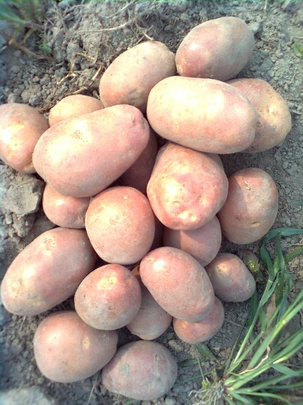 Картофель беллароза: описание, выращивание, уход и фото
