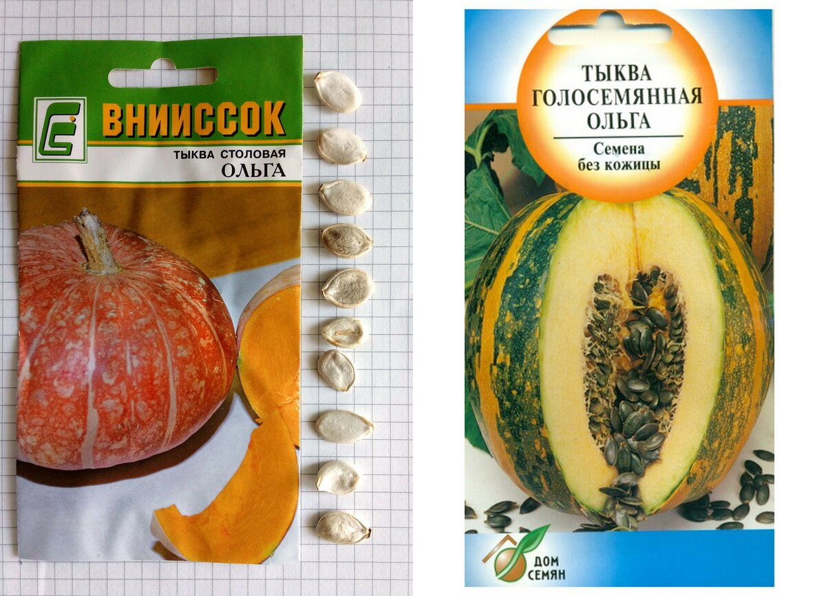 Тыква голосеменная фото