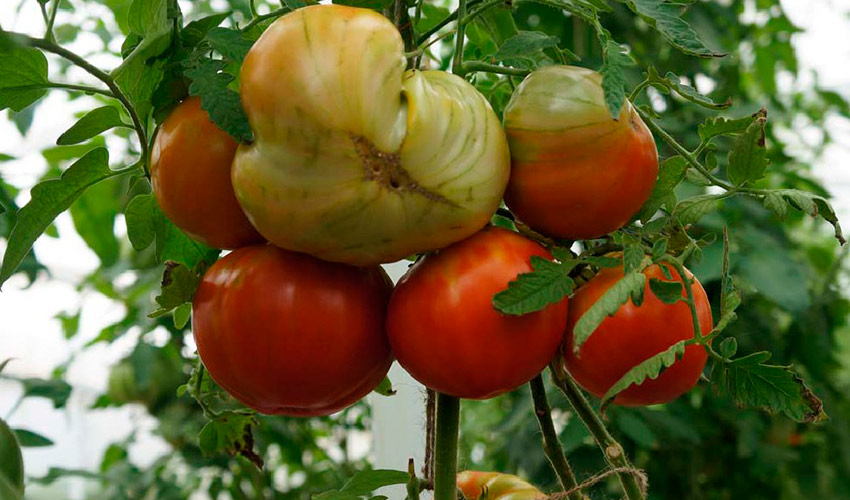 Томат бельгийский гигант: описание сорта, отзывы, фото, урожайность | tomatland.ru