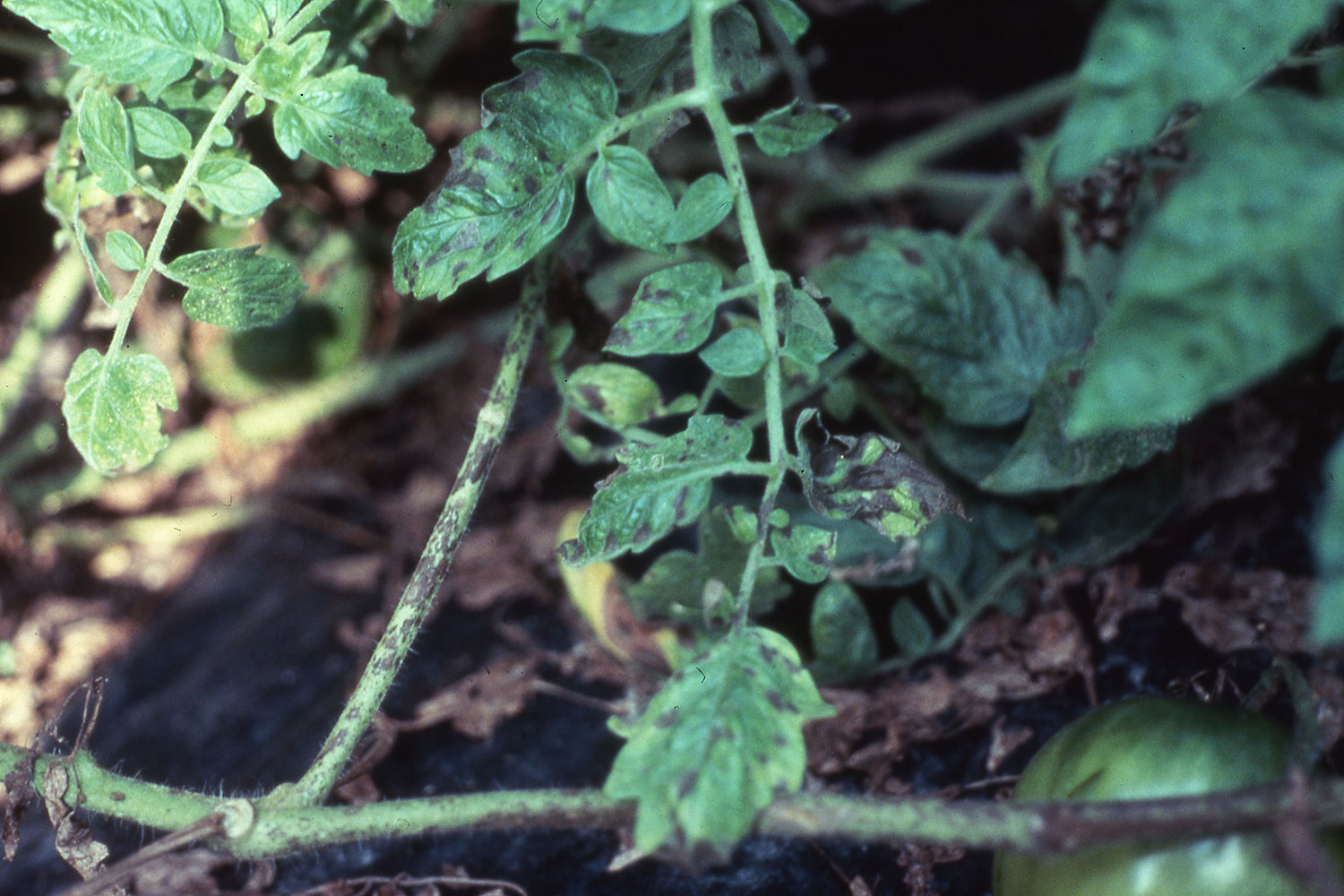 Болезни рассады томатов – описание с фотографиями и способы лечения, методы борьбы с вредителями